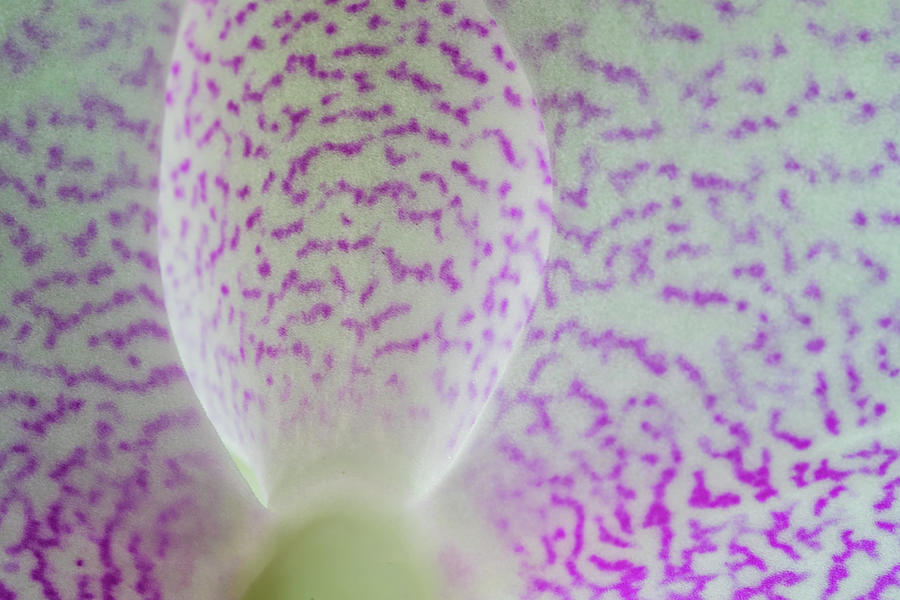 Macro Of Pink And White Spotted Orchid Petals Photograph