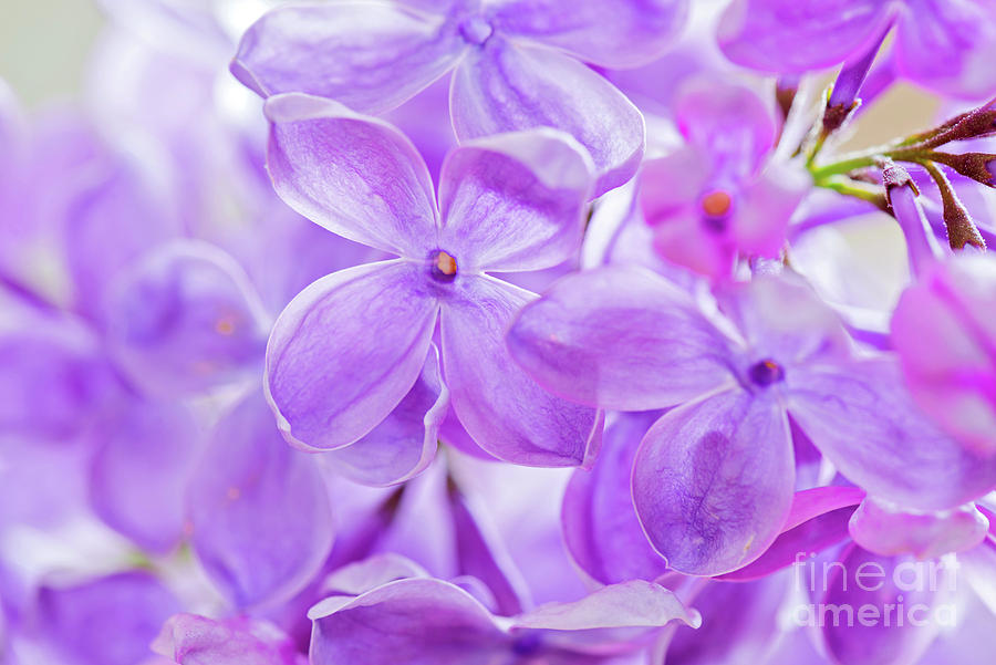 Macro Shot Of Lilac Photograph