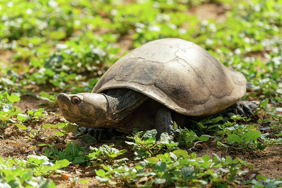 Madagascan big-headed turtle, Erymnochelys madagascariensis ...