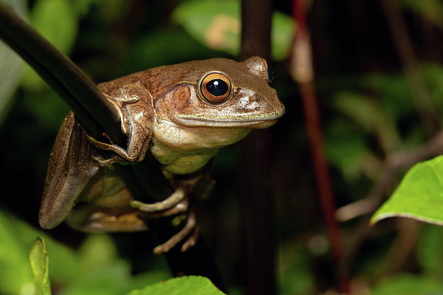 Madagascan Treefrog, Boophis Madagascariensis, Frog From Andasibe 