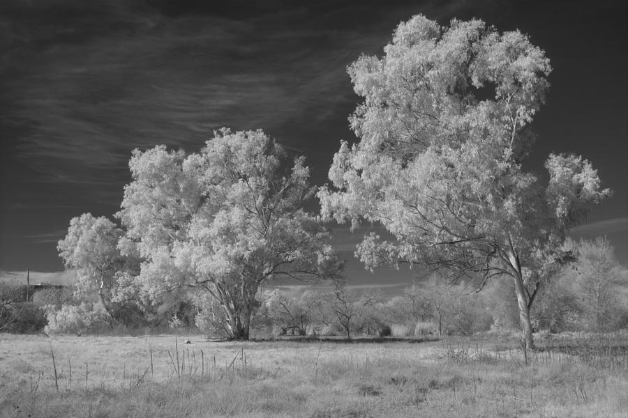 Nature Photograph - Madrona Marsh in Black and White Infrared #3 by David Thompson