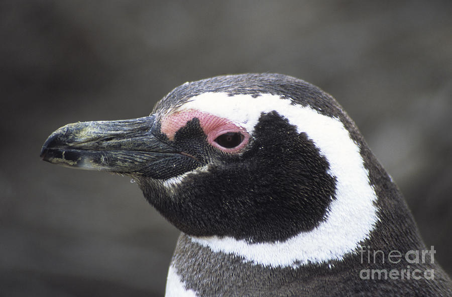 Magellanic penguin portrait Photograph by James Brunker