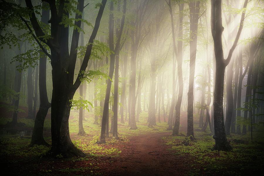 Magic light in foggy forest #2 Photograph by Toma Bonciu
