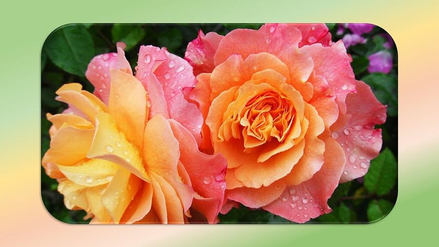 2 Magnificent Roses Photograph by Nancy Ayanna Wyatt