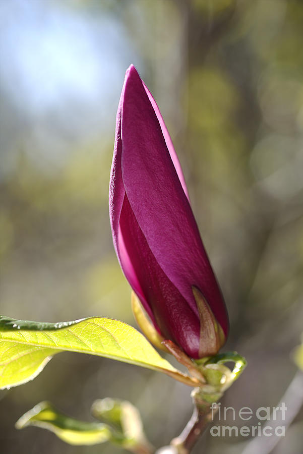 Magnolia Flower Bud Photograph by Joy Watson