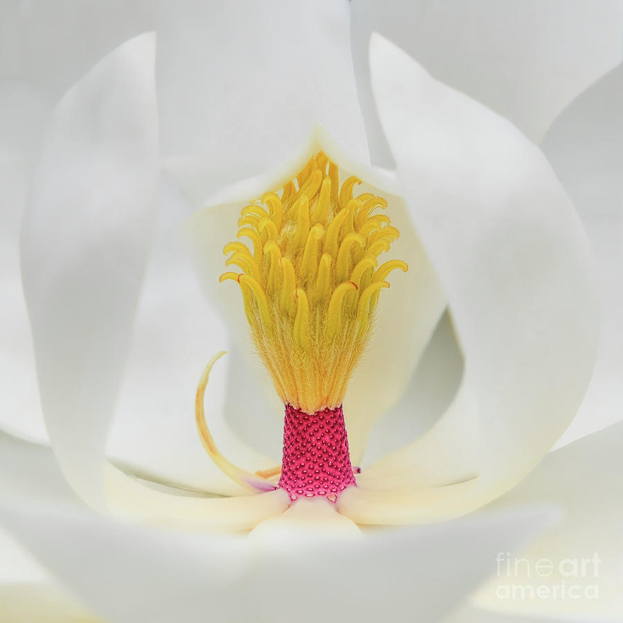 Magnolia Flower #2 Photograph by Olga Hamilton