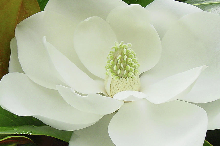 Nature Photograph - Magnolia grandiflora III #2 by Suzanne Gaff