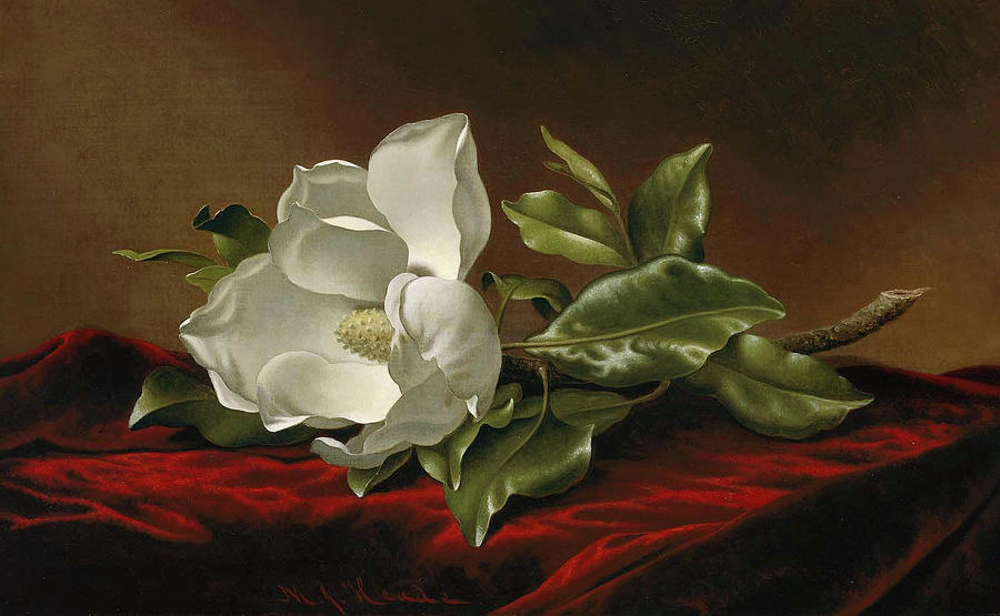 Magnolia Grandiflora #2 Painting by Martin Johnson Heade