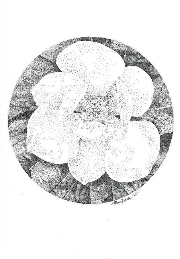 Magnolia #2 Drawing by Miranda Brouwer