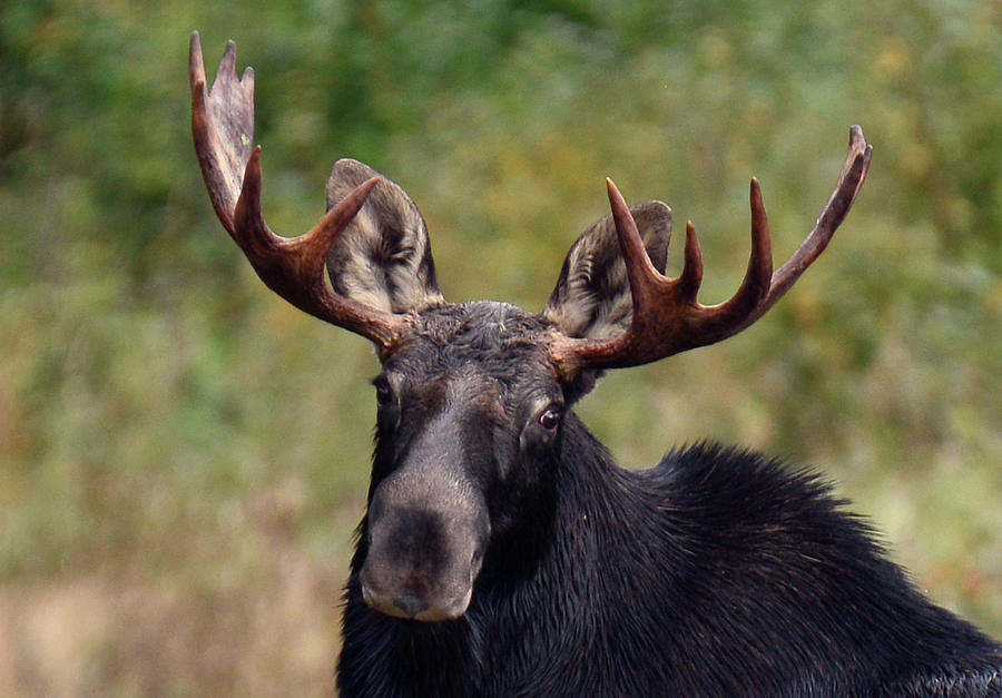 Maine bull moose #2 Photograph by Robert Libby