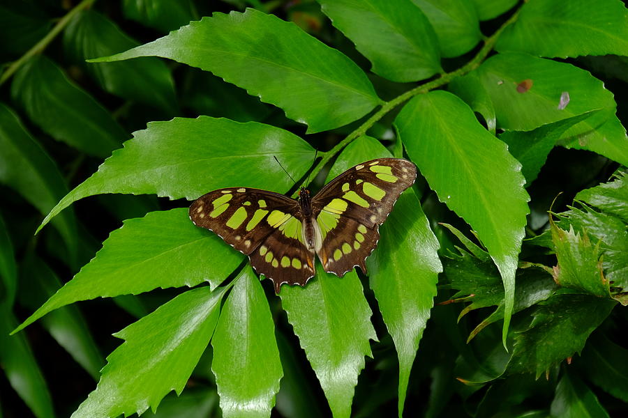 Malachite butterfly #1 Photograph by Ronda Ryan