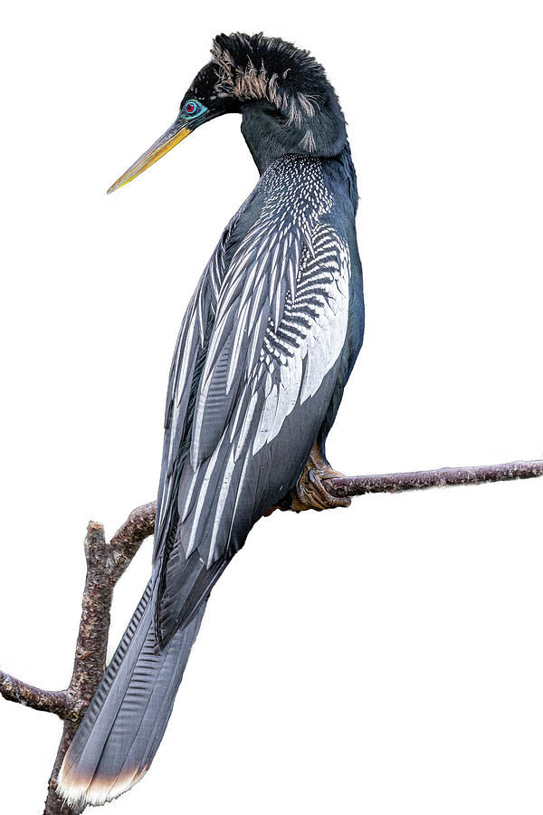 Male Anhinga displaying courtship feathers #2 Photograph by Perla Copernik