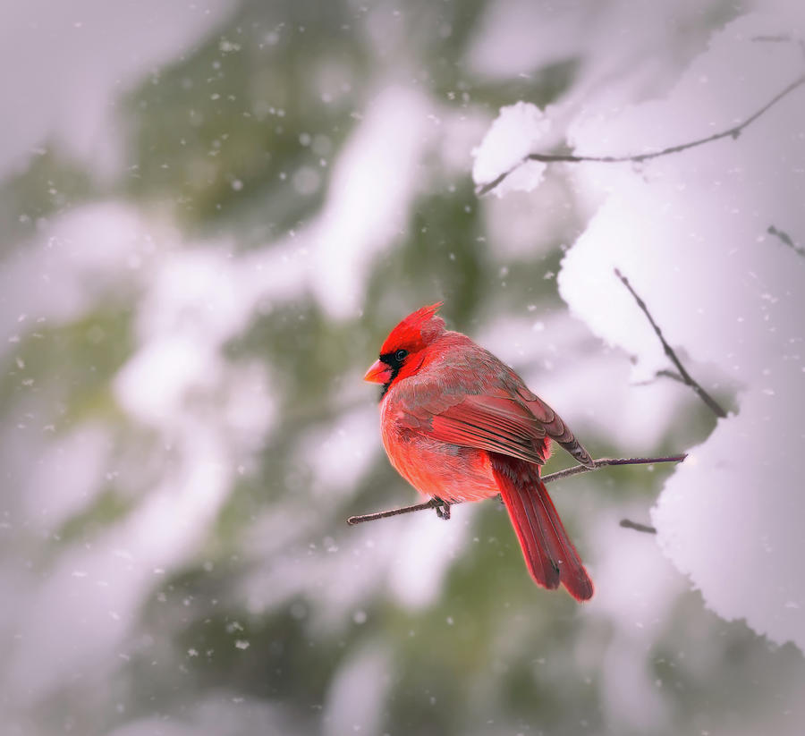 Male Cardinal in Winter  #2 Photograph by Mary Lynn Giacomini