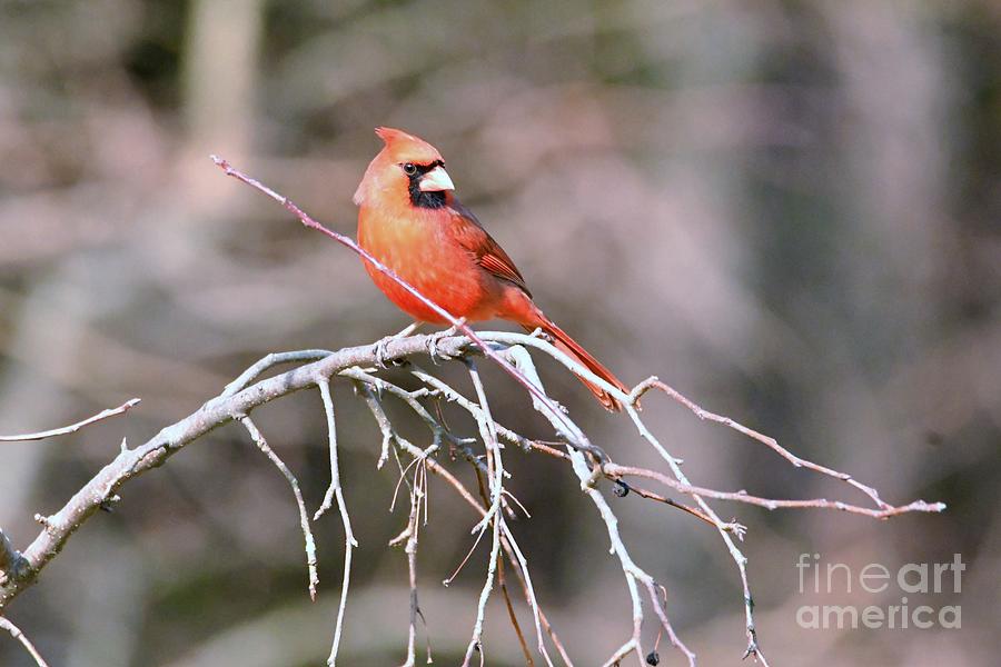 Male Cardinal  #2 Photograph by Lila Fisher-Wenzel