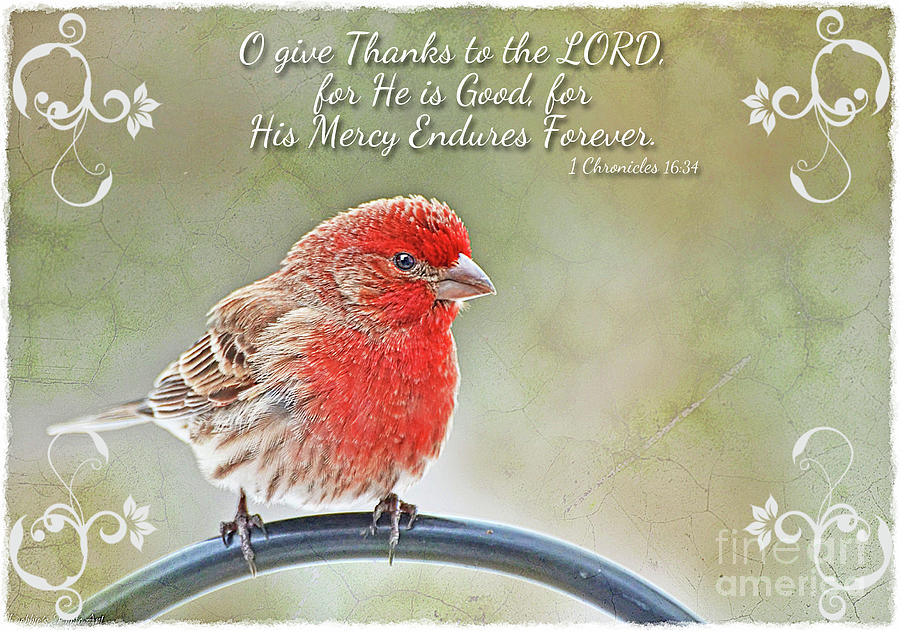 Male Housefinch with verse  #2 Photograph by Debbie Portwood