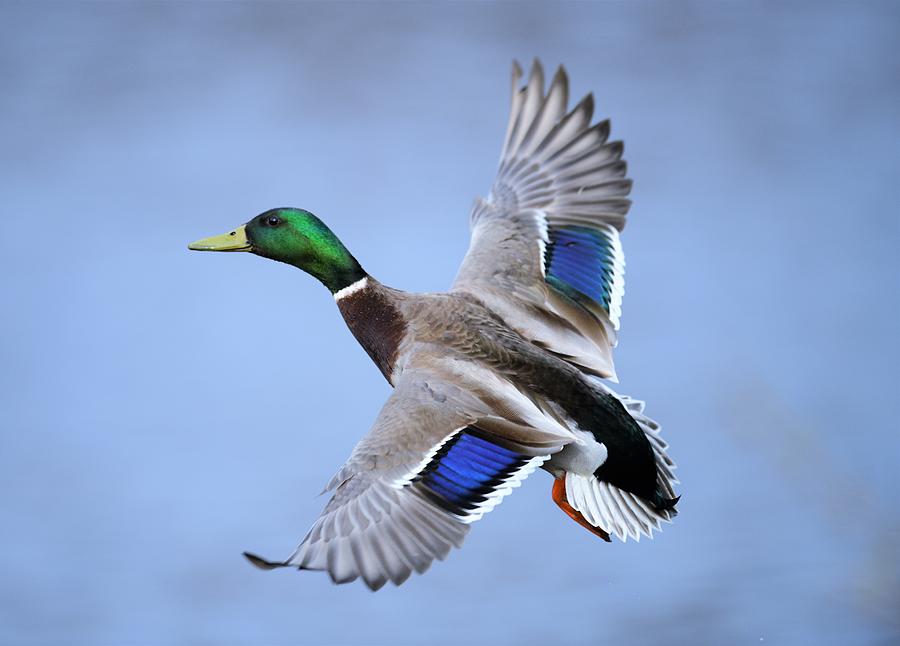 Male Mallard Photograph by Jo-Ann Matthews - Fine Art America