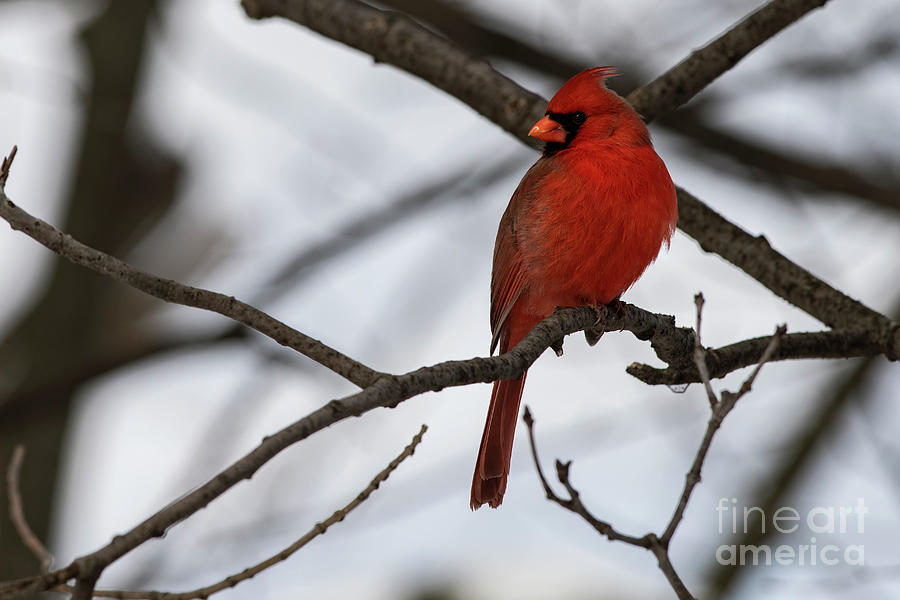 Male Northern Cardinal #2 Photograph by JT Lewis