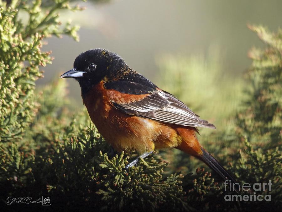 Male Orchard Oriole #1 Photograph by J McCombie