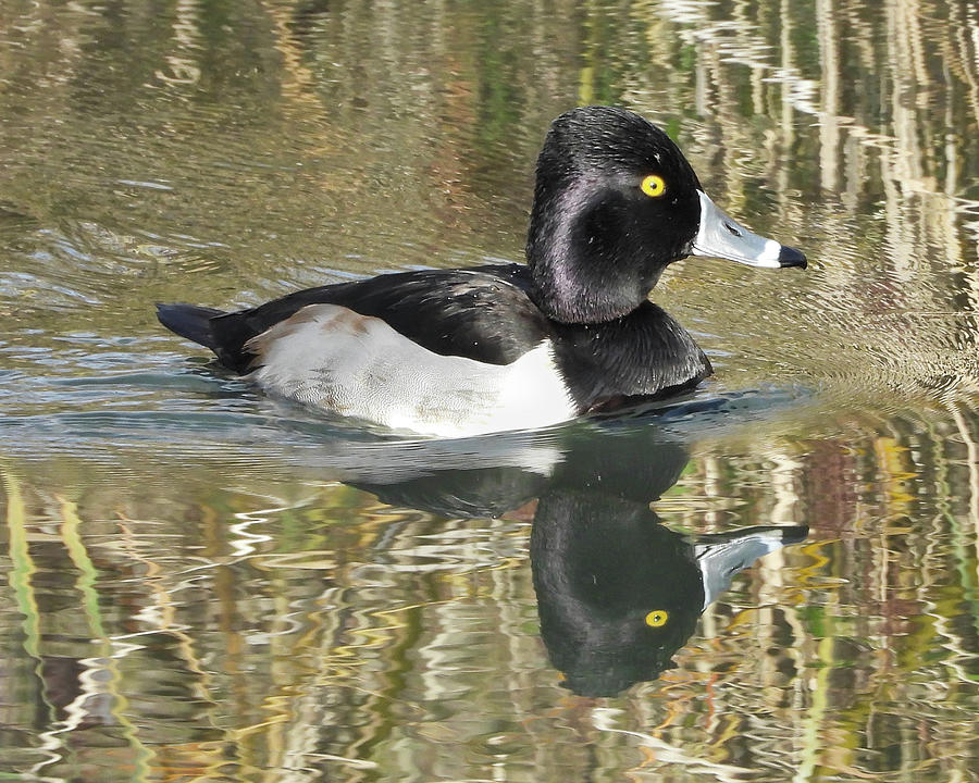 Male Ring-necked Duck Photograph by Lindy Pollard - Fine Art America