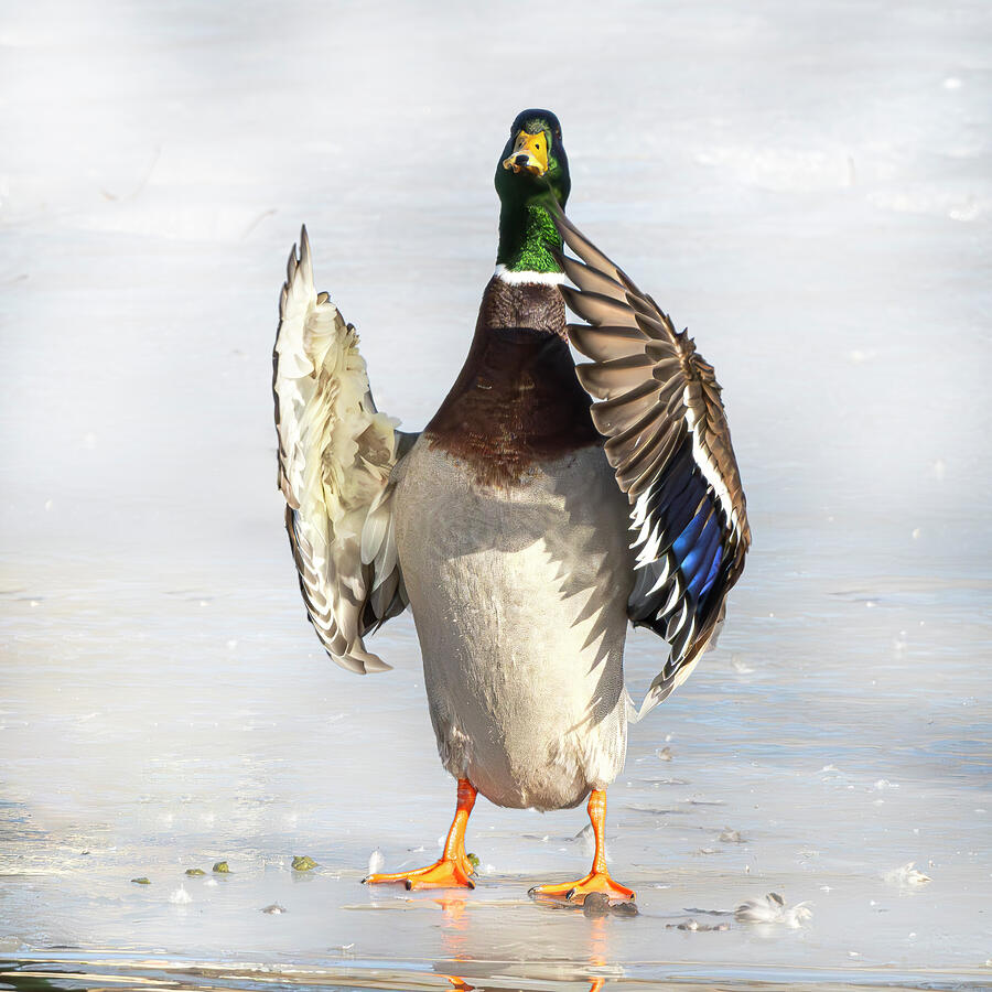 Mallard #2 Photograph by Alan Moore Mallard #2 Photograph by Alan Moore