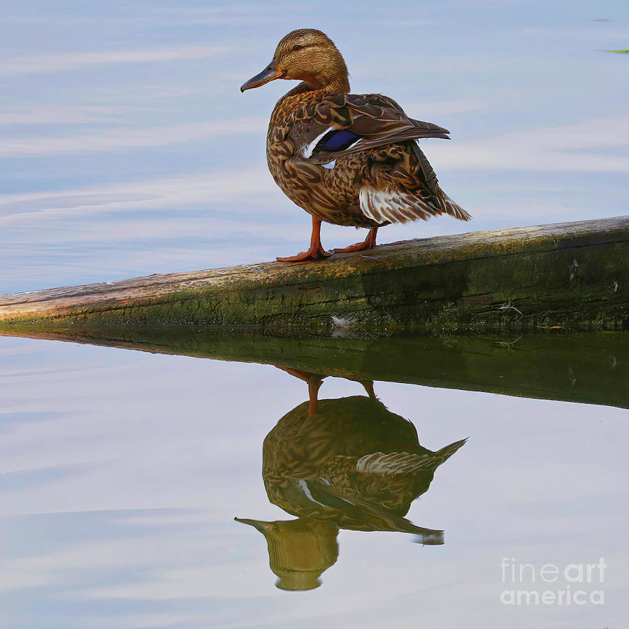Bird Photograph - Mallard Duck by Douglas White