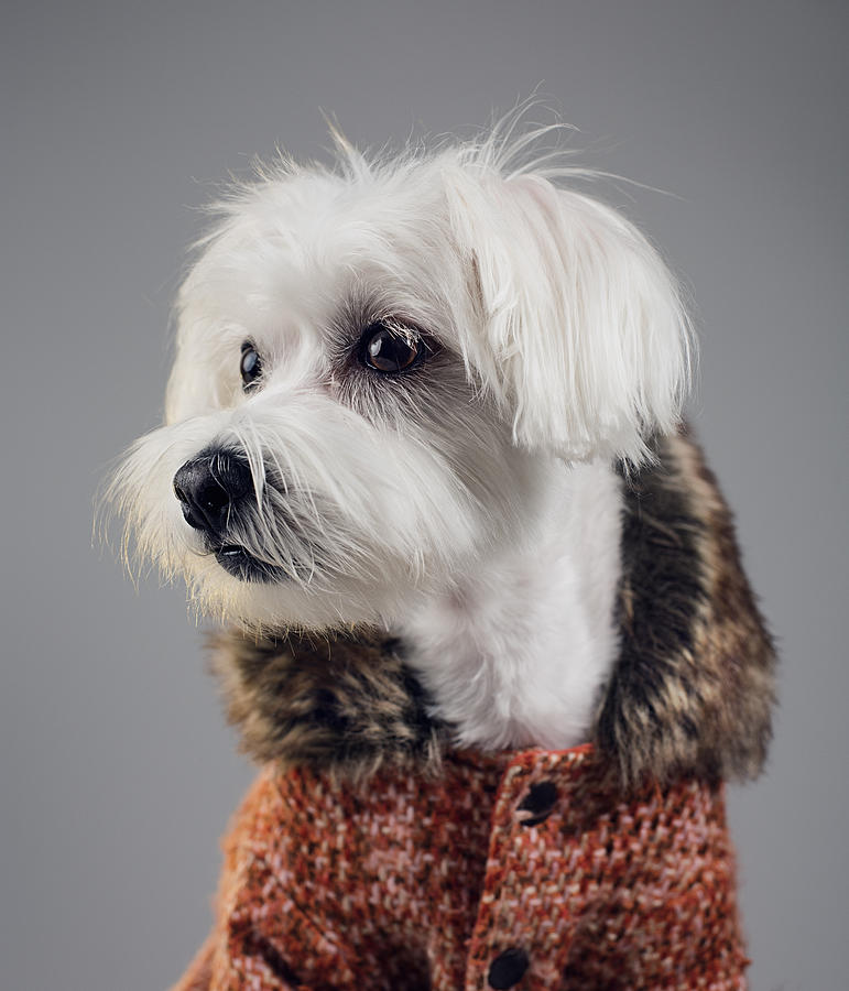 Maltese bichon dog portrait #2 Photograph by SensorSpot