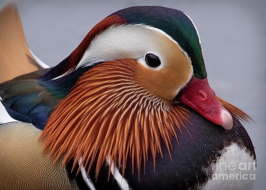 Mandarin Duck by Katie Joya Mandarin Duck by Katie Joya