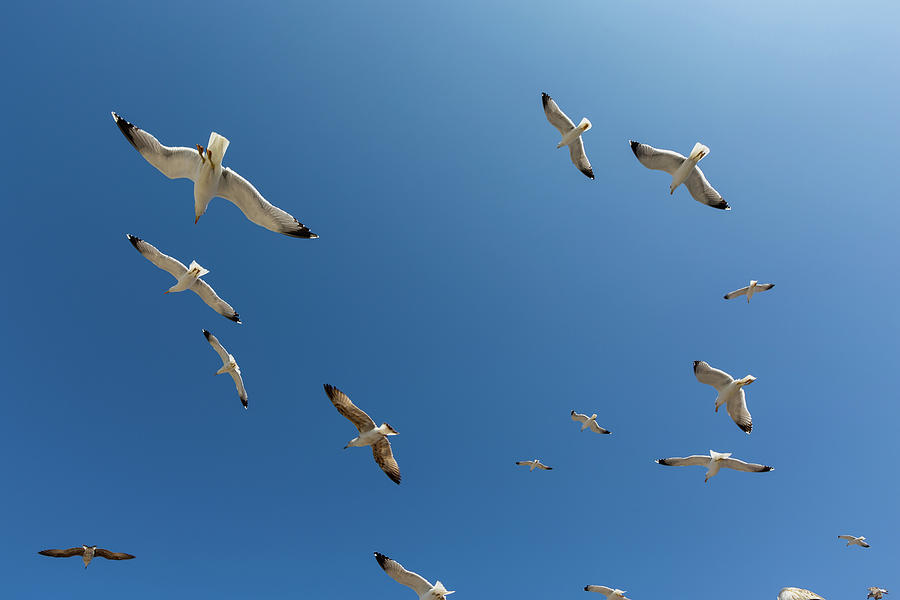 Many seagulls fly against the blue sky #2 Photograph by Mikhail Kokhanchikov