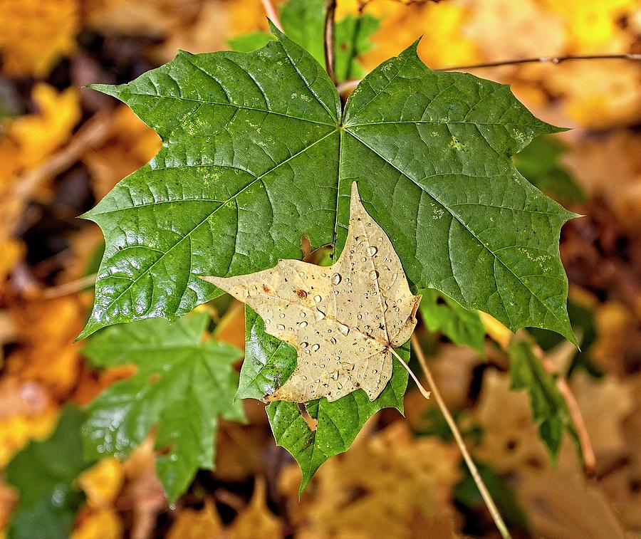 2 Maple Leaves, UW Arboretum, Madison, Wisconsin Photograph by Steven Ralser