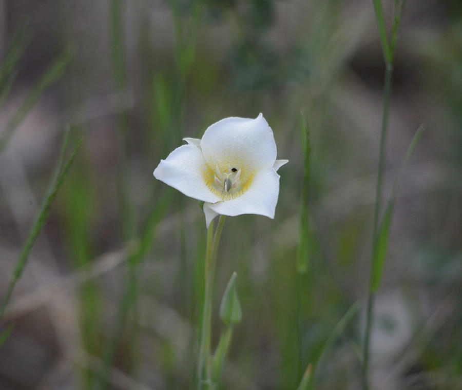 Mariposa Lily #2 Photograph by Whispering Peaks Photography