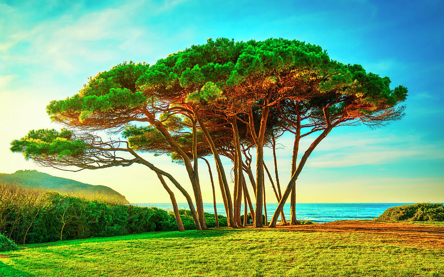 Maritime Pine tree group near sea and beach. Baratti, Tuscany. Photograph by Stefano Orazzini