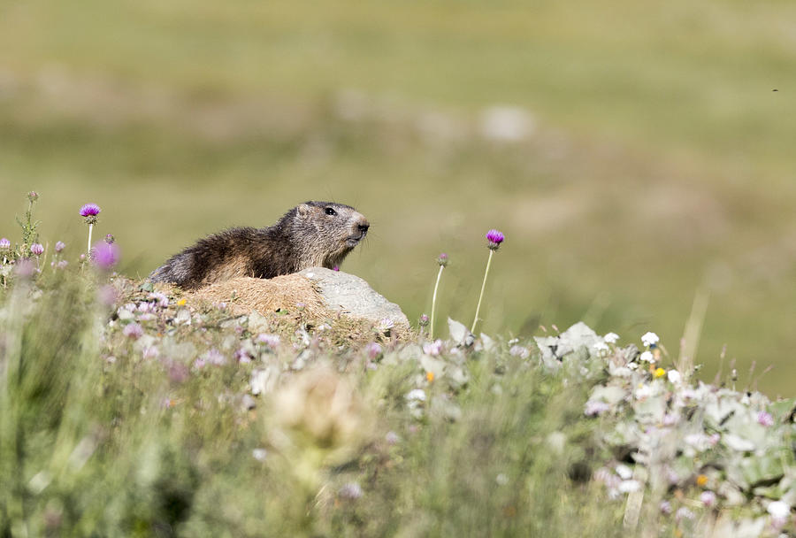 Marmot #2 Photograph by Pietro Ebner