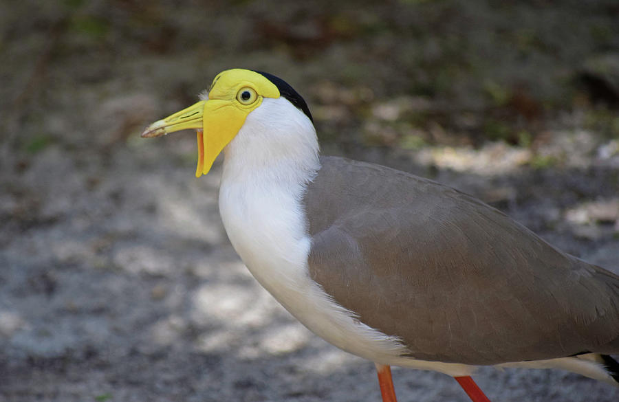 Masked Lapwing #2 Photograph by Larah McElroy