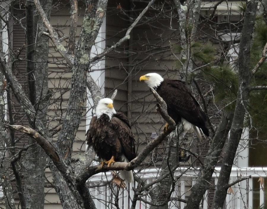 Mating Pair Of Bald Eagles Photograph By Jo-Ann Matthews - Pixels