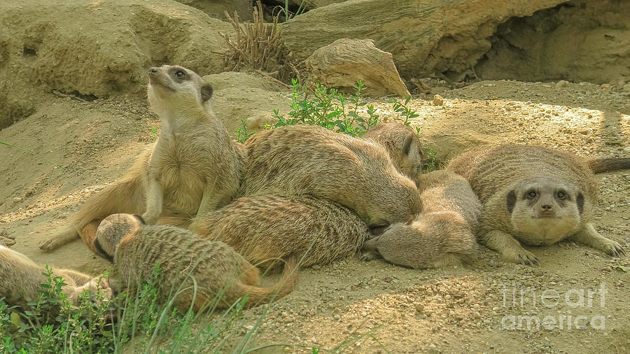 Wildlife Digital Art - Meerkat or suricate on sand background #2 by Benny Marty