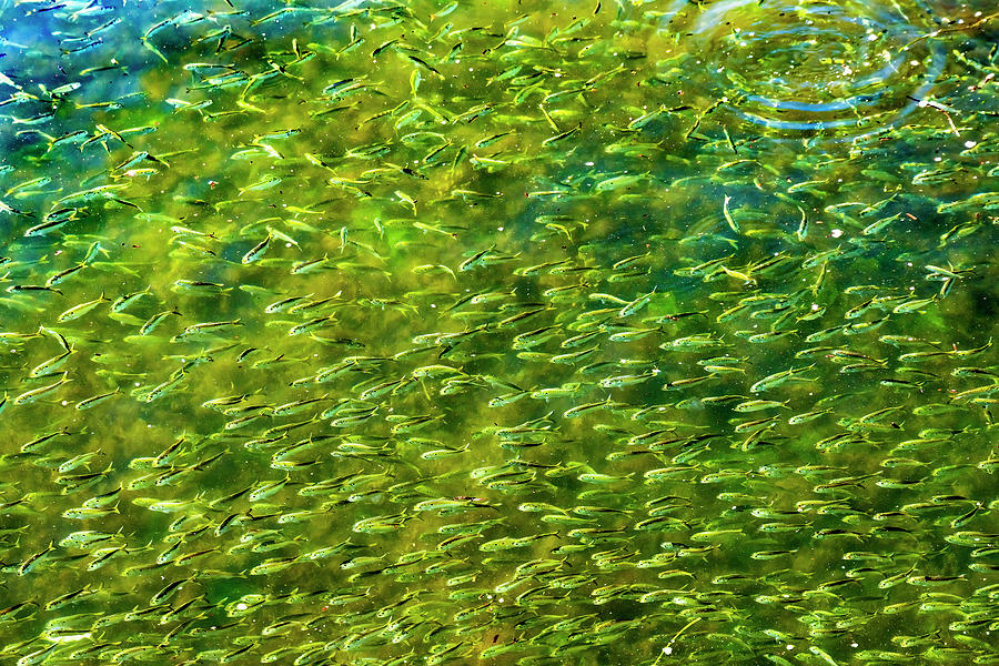 Menhaden Pogy Fish Swarm Padanaram Harbor Dartmouth Massachusett ...