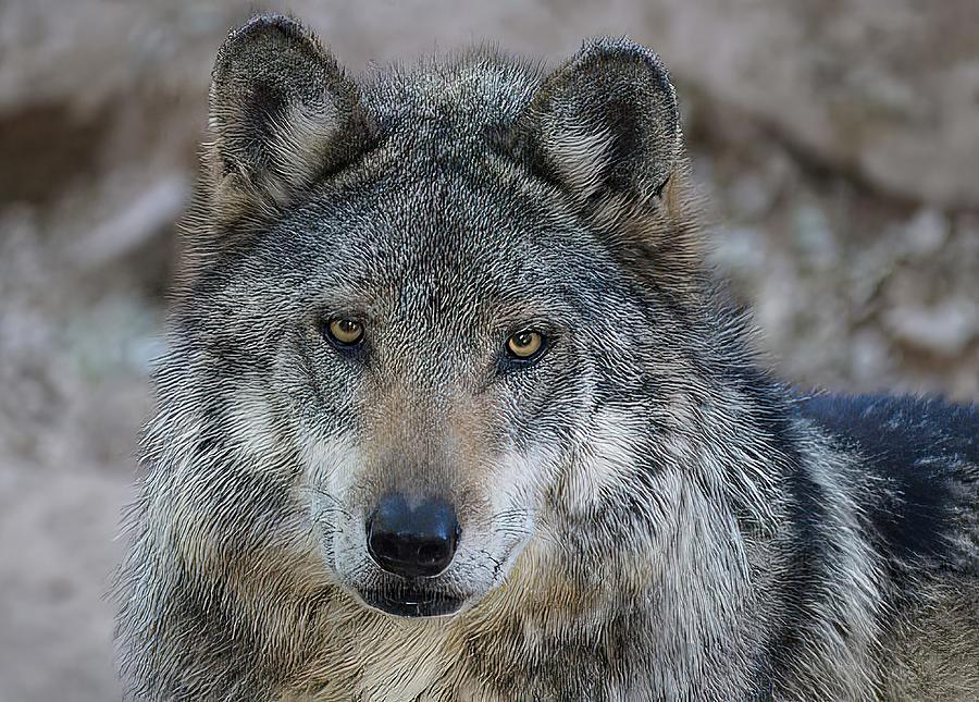 Mexican Gray Wolf #2 Photograph by Dennis Boyd