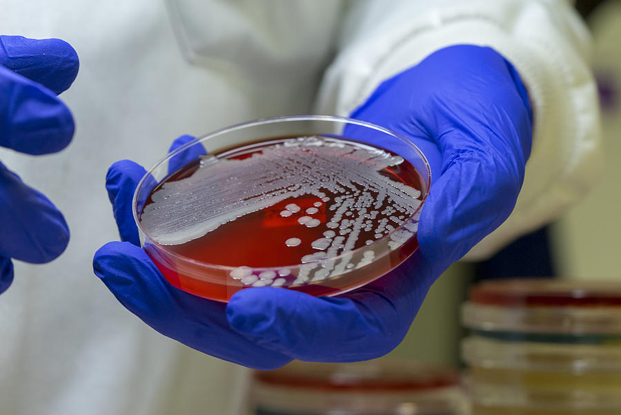Microbiologist examining an MRSA bacteria on blood agar plate #2 Photograph by Rodolfo Parulan Jr.