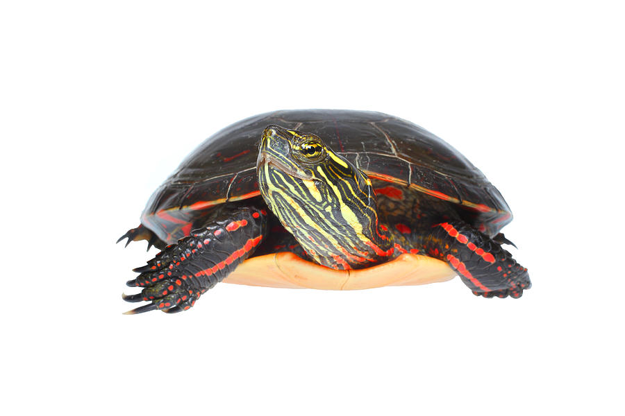 Midland Painted Turtle, white background Photograph by Michael Redmer ...