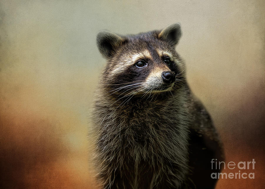 Wildlife Photograph - Raccoon Portrait by Elisabeth Lucas