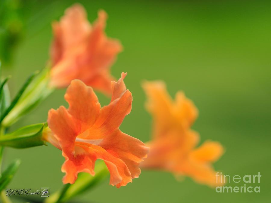 Flower Photograph - Mimulus Aurantiacus named Curious Orange #4 by J McCombie