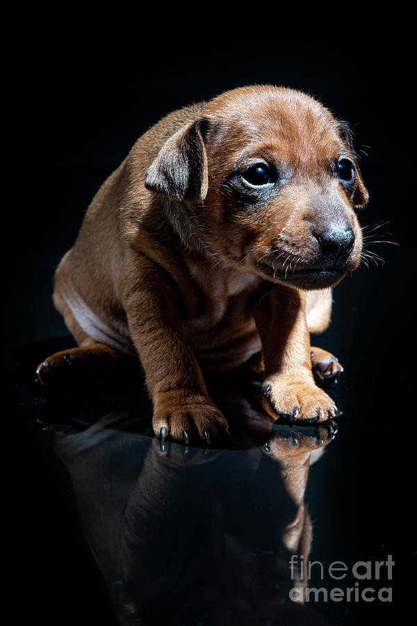 Minpin Pinscher puppie #2 Photograph by Gunnar Orn Arnason
