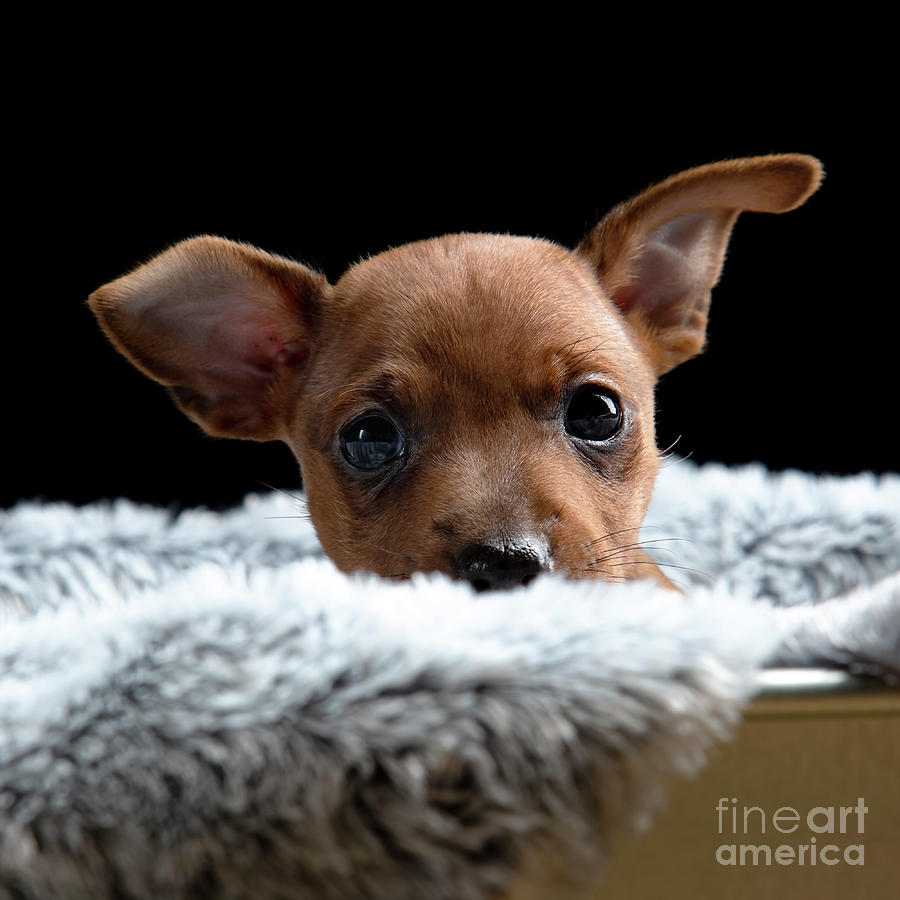 Minpin Puppy #2 Photograph by Gunnar Orn Arnason