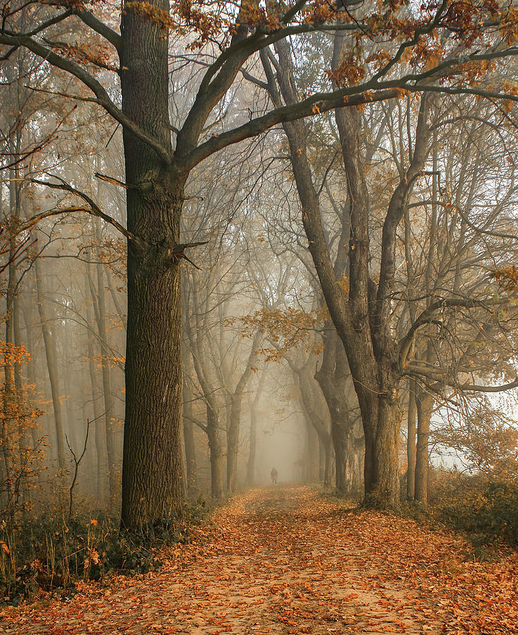 Misty forest Photograph by Iwona Sikorska - Fine Art America