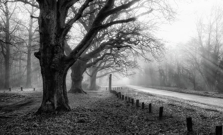 Misty Rays Photograph by Shirley Mitchell - Fine Art America