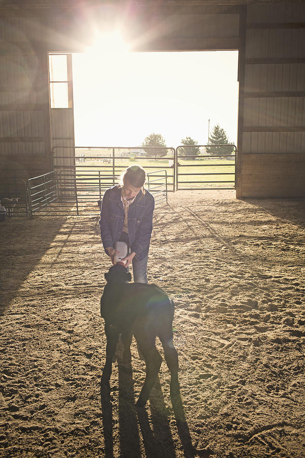 Mixed race girl feeding calf in barn #2 Photograph by Hill Street Studios