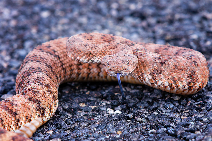 Mohave rattlesnake-#7999 Photograph by Jack and Darnell Est