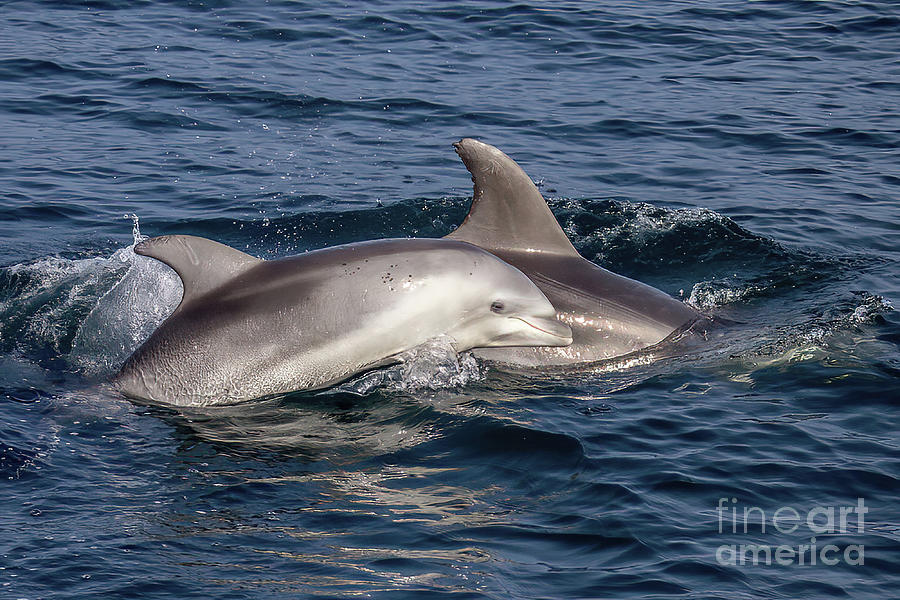 Mom and Baby Bottlenose Dolphin #3 Photograph by Loriannah Hespe