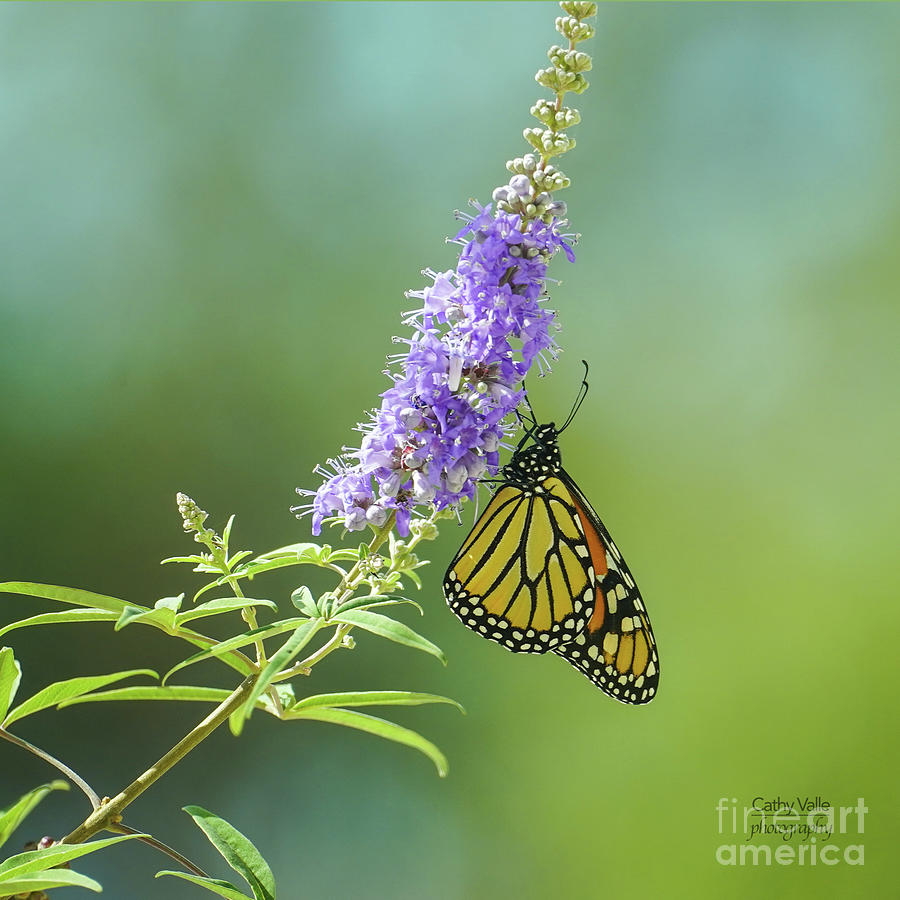 Monarch Butterfly #2 Photograph by Cathy Valle