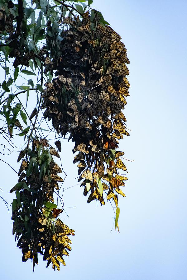 Monarch Butterfly Cluster - Santa Cruz Natural Bridge State Park #2 Photograph by Amazing Action Photo Video